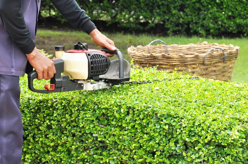 Shrub/Bush Trimming